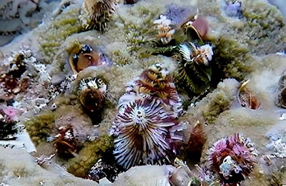 地球上最耐热的动物庞贝蠕虫,把火山当游泳池,科学家惊讶不已!