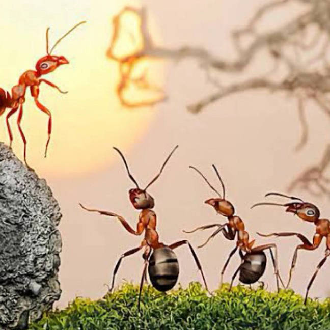 灭蚂蚁最有效的土方法，推荐三种方法，消灭家中蚂蚁插图2