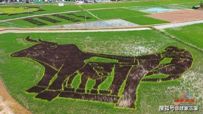 与湖畔的生态美景相得益彰"大头鱼""牛虎铜案"共同描绘出彩色水稻和