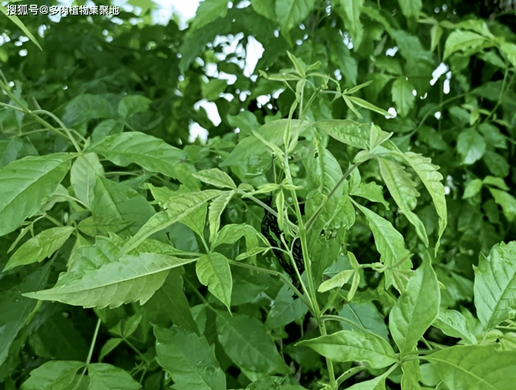 农村老人叫它"止痛草",挖出来后有"黄金根",过于珍贵,稀少_黄荆_植物
