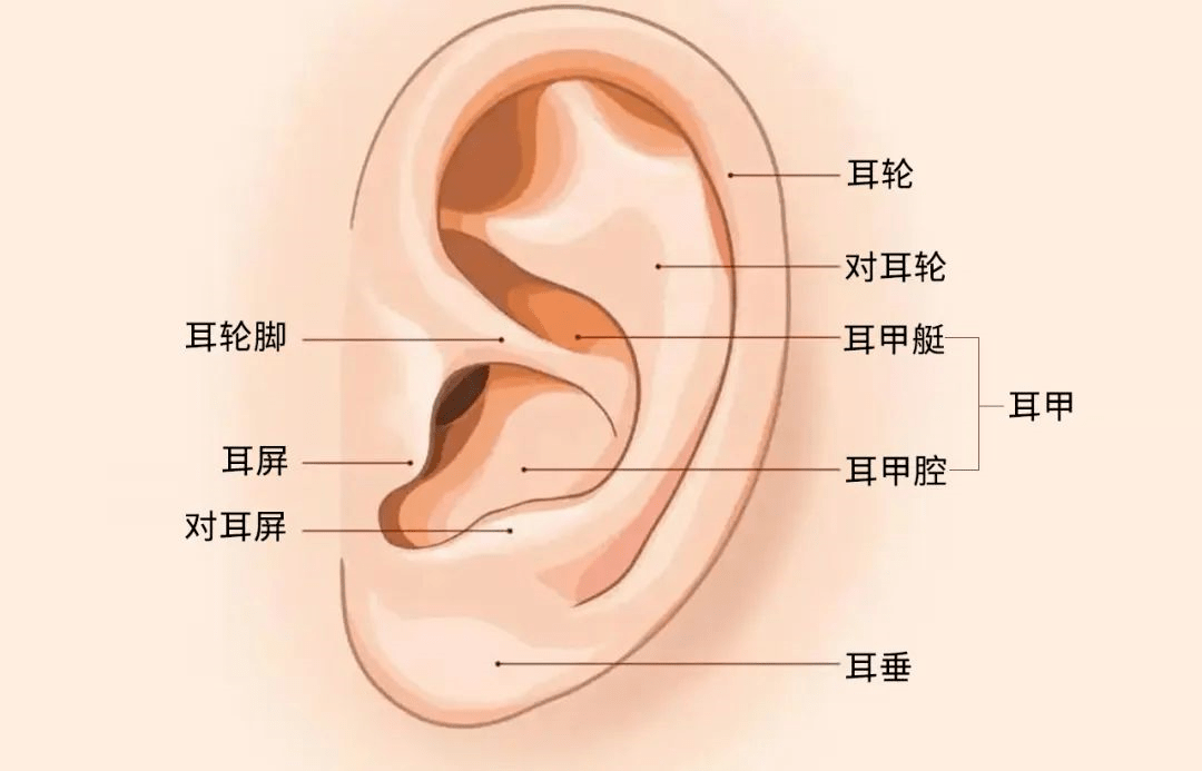 外耳朵的结构图解图片