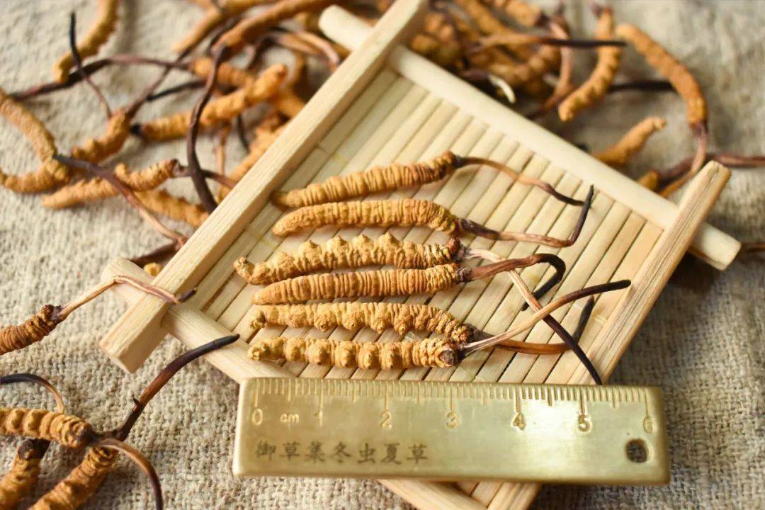 但是,也不是所有虫草都有药用价值的!