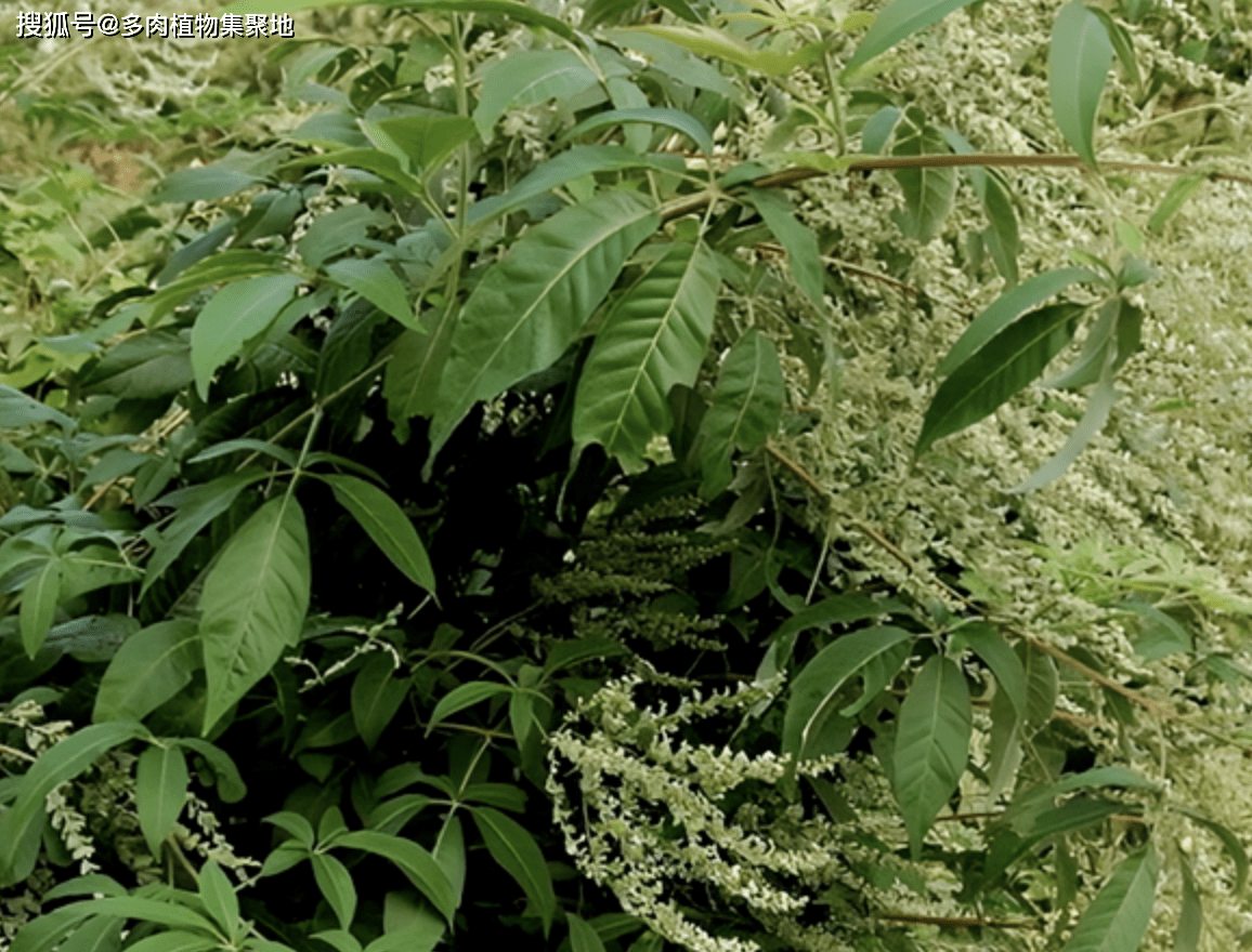 农村老人叫它"止痛草",挖出来后有"黄金根",过于珍贵,稀少_黄荆_植物