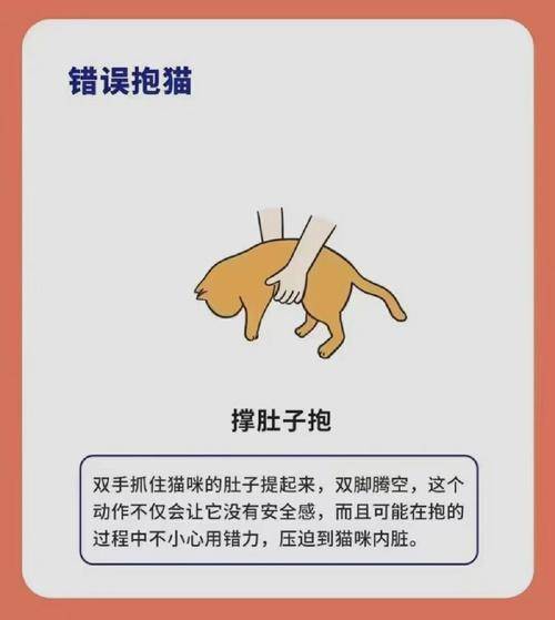 抱猫咪的正确姿势:三种正确的抱猫方式和三种千万不要做的方式_barf_饮食_富迪