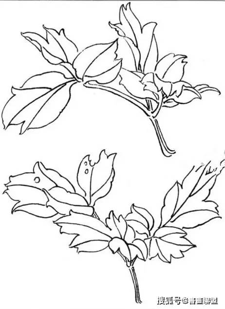 牡丹叶子的画法简笔画图片