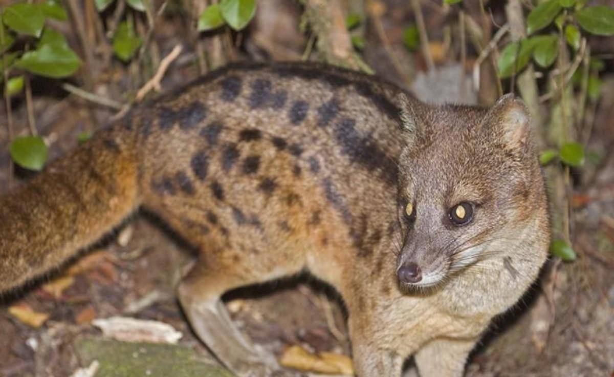 八小时交配:马岛缟狸的惊人之谜揭秘!_繁殖_竞争_保护