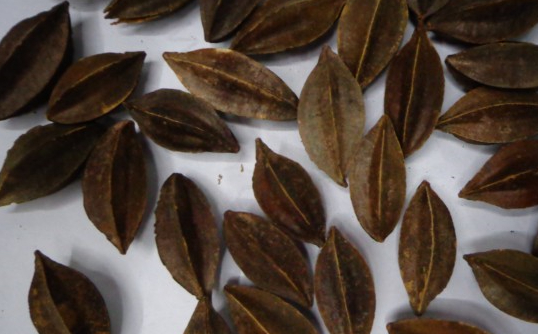 中药材使君子是植物使君子的果实,它的味道甘润,药性温和,具有一股