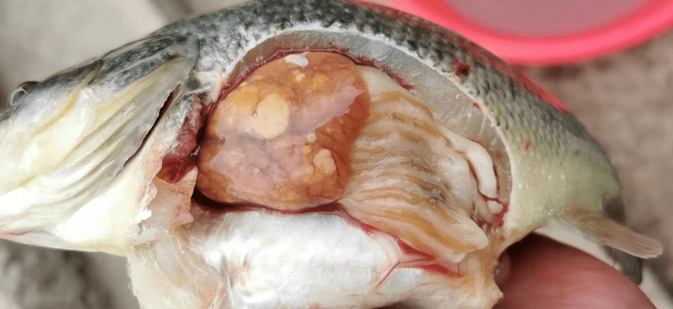 一线案例 | 要致富先"防病",鲈鱼发病这么厉害能赚钱吗?