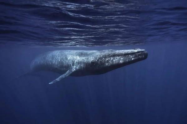 “蓝鲸”挑战蓝鲸地位巨大古代鲸或为已知最重动物或达340吨重