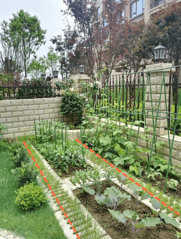 院子种菜规划布局图片