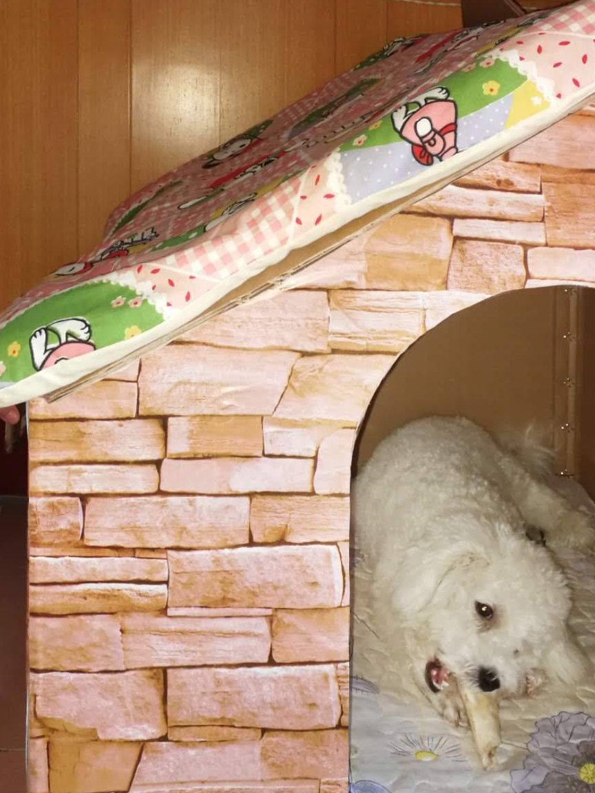 废纸箱简单的狗窝做法图片