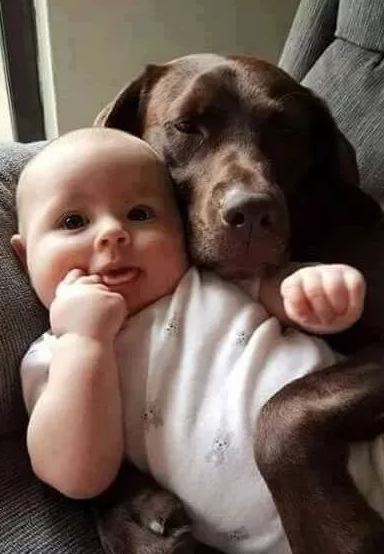 狗狗与萌娃,超治愈组合!_守护_爸妈_朋友