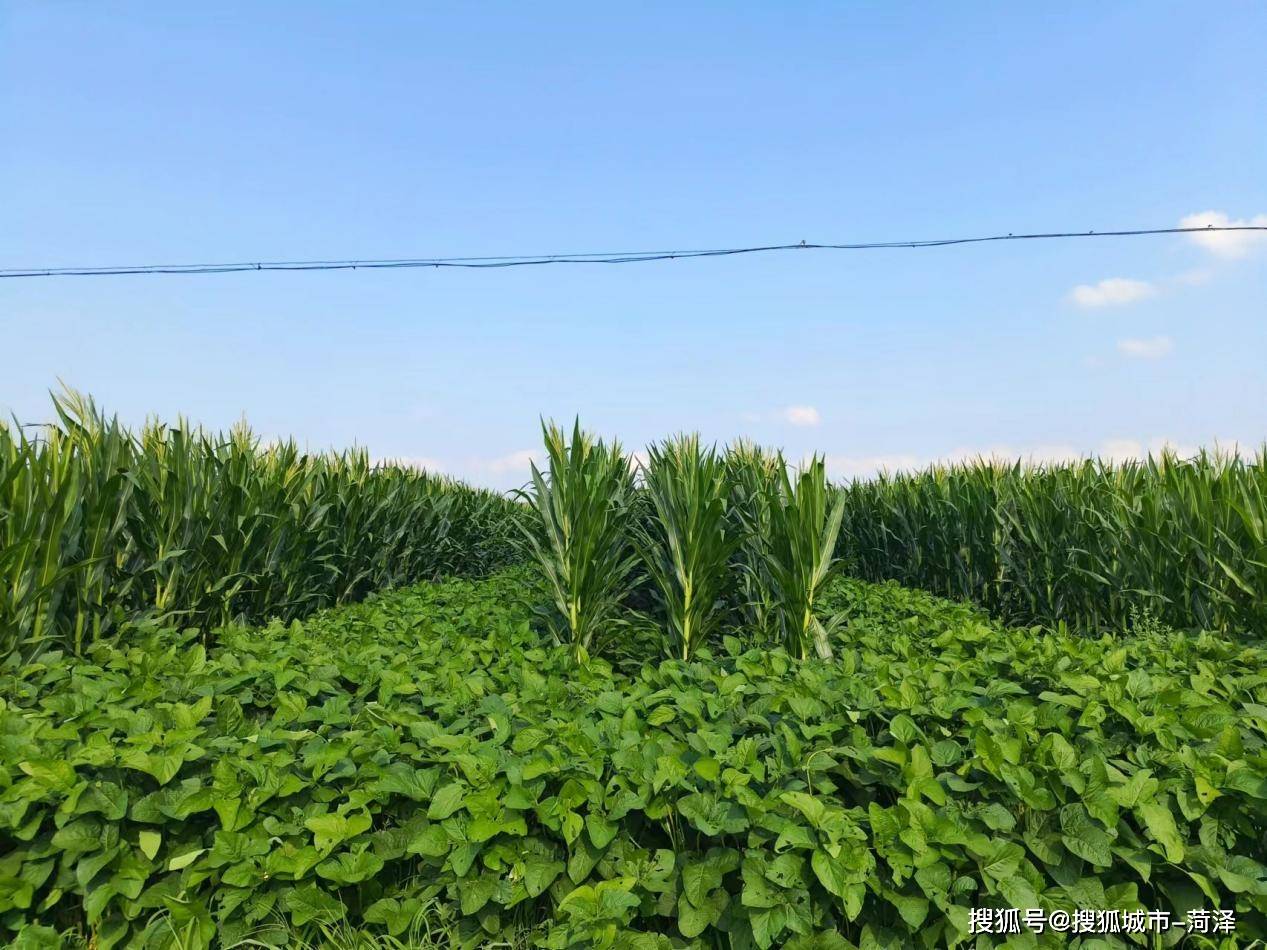 菏泽单县:玉米大豆带状种植助力"稳粮增豆"_复合_徐寨镇_技术