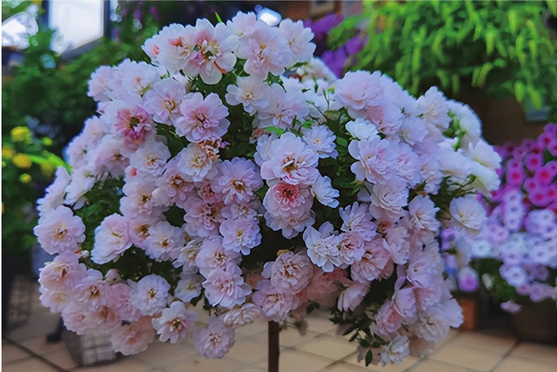 爆盆的姬乙女棒棒糖月季_株型_枝条_养护