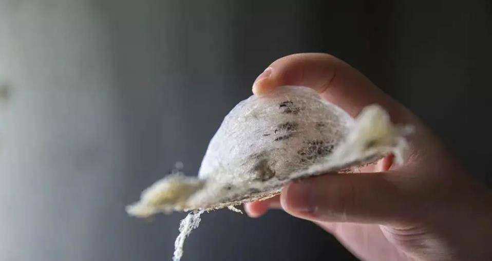 最后的采燕窝人:徒手攀爬悬崖,一斤卖2.