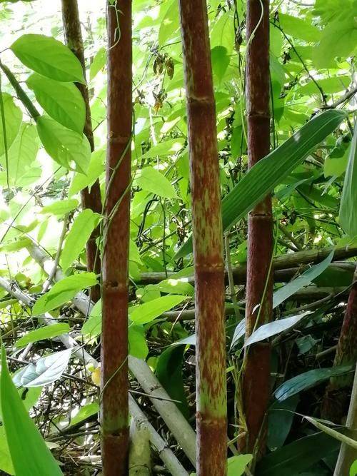 农村遍地可见的草本植物,居然是治疗痛风的良药