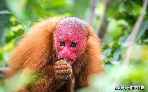 15种罕见稀奇的动物,长鼻猴食生果胃胀,叶角蛙伪装成落叶捕食_生活