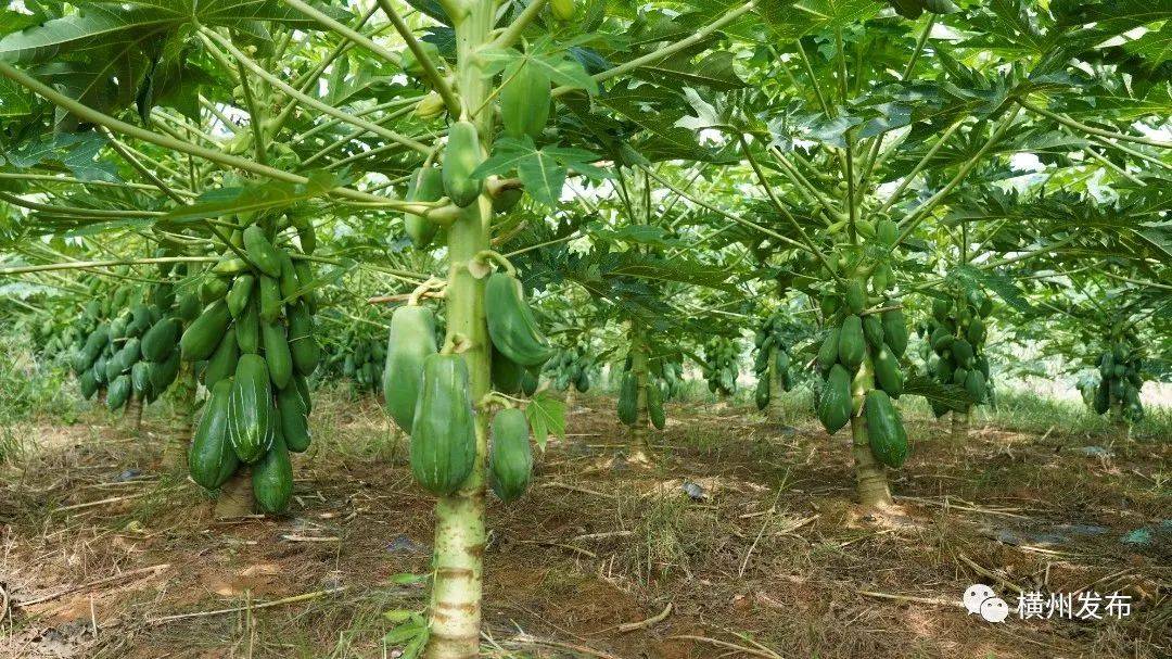 横州市:培育壮大木瓜产业 力推特色产业高质量发展_种植_农户_马岭镇