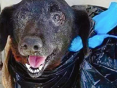 养了10年的老狗，因病被主人装在垃圾袋抛弃了，还好遇到好心人！