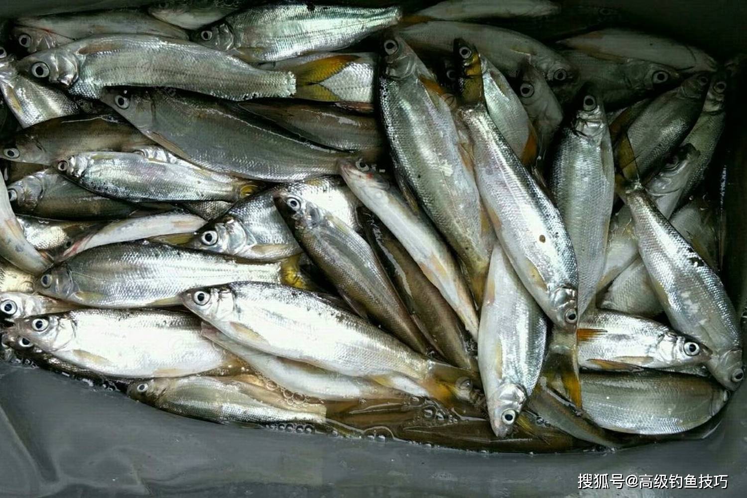 钓黄尾鱼的窝料和钓饵,鱼饵选对才能连竿_效果_活力_商品
