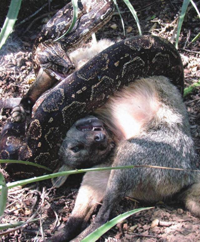 33张活久未见照:猛人在街上遛疣猪,猪不想出栏拼命逃跑_鳄鱼_什么