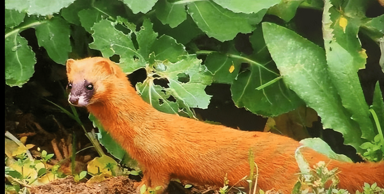 黄鼠狼吃鸡严重影响农民,防治措施需加强_问题_农业_生活