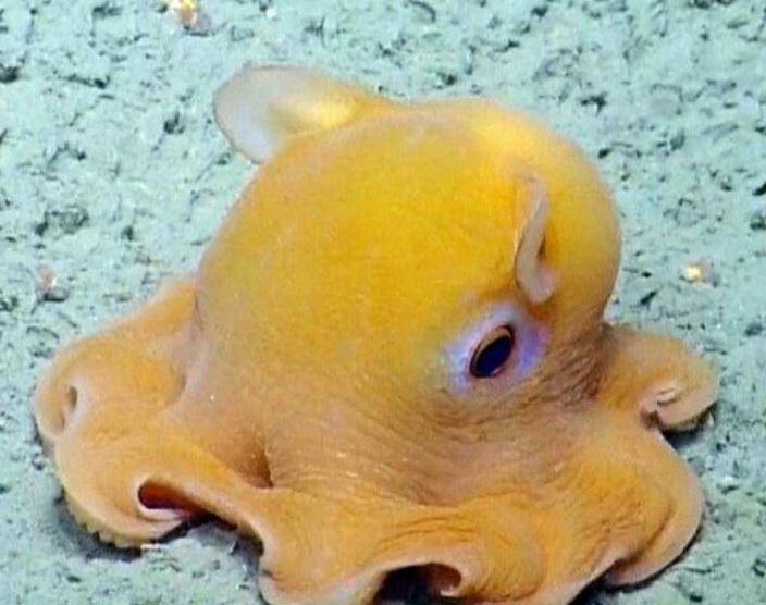 深海中的小飞象章鱼,它的颜色倾向于黄色和粉红色,非常的罕见