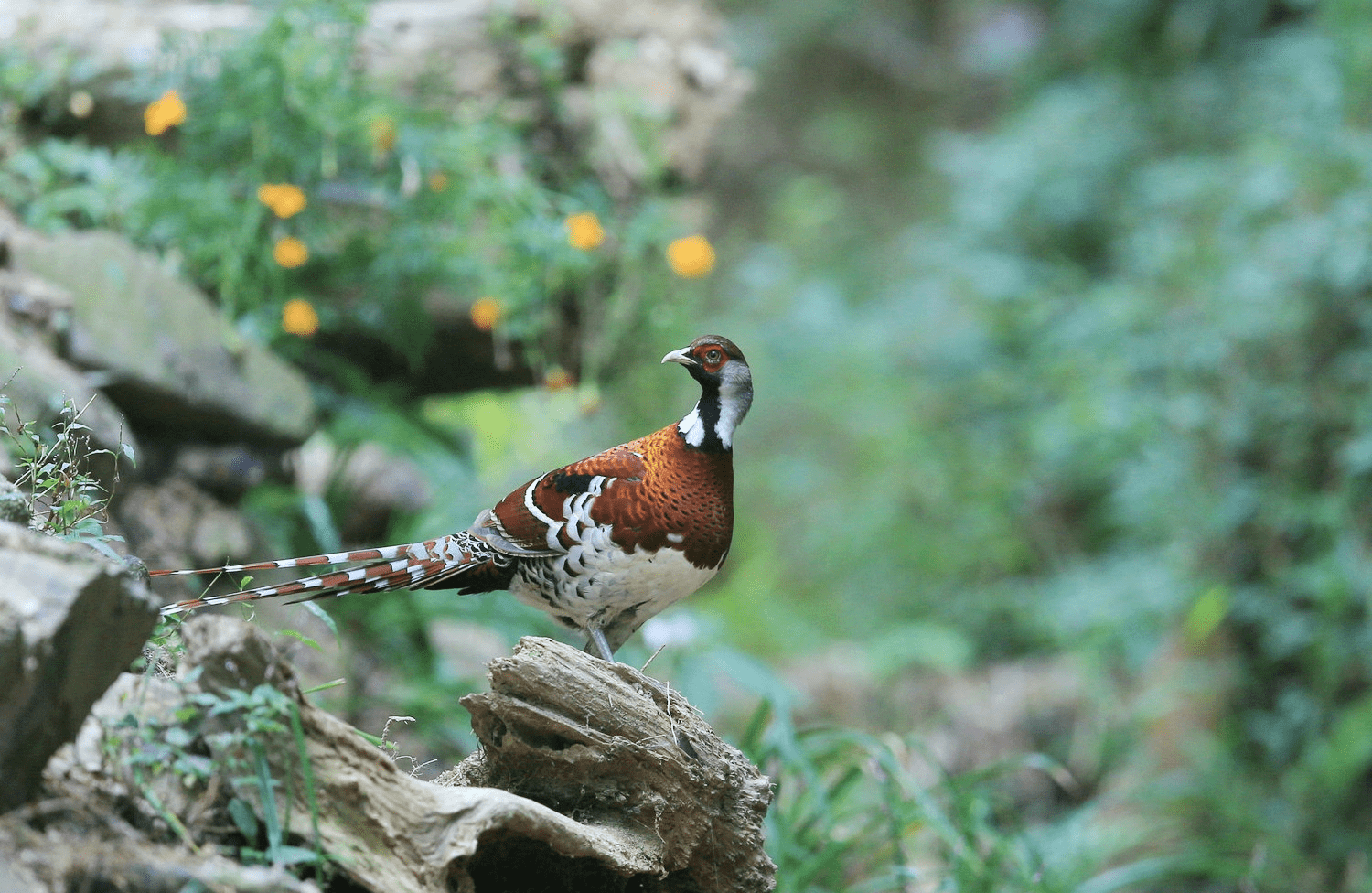 黄山出现珍稀云豹?体型硕大,山间自如跳跃,对游客会有威胁吗?