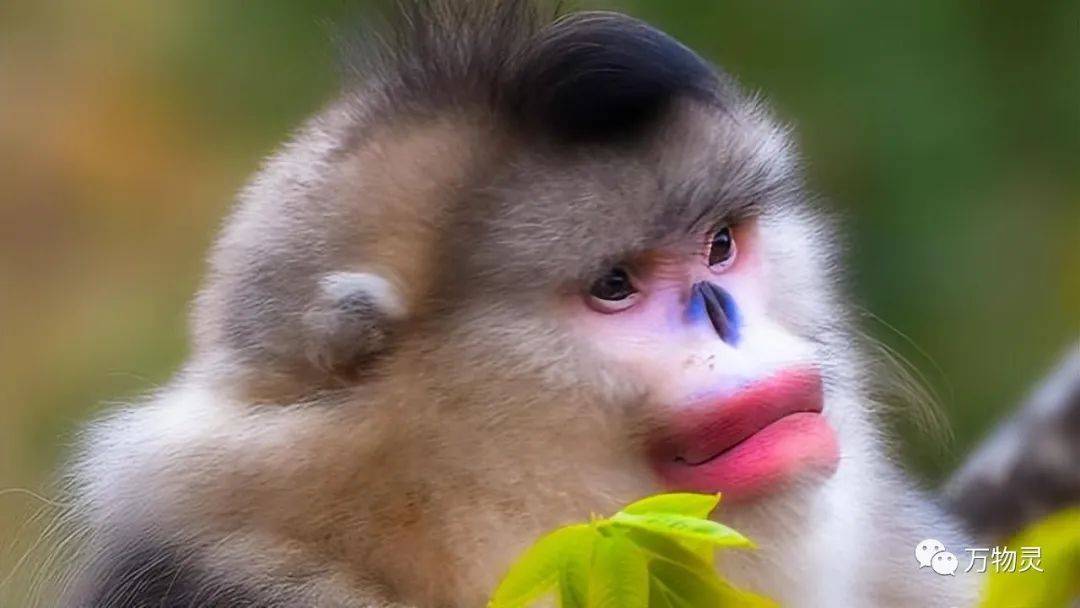 三种金丝猴各具特色:颜值,红唇,独生子,了解一下!