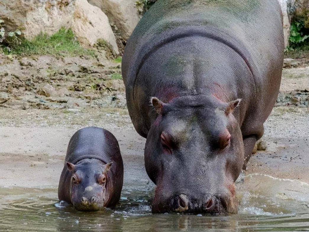 犀牛和河马会相遇?自然科学探究,凭实力谁能更胜一筹?_生活_食物_对手