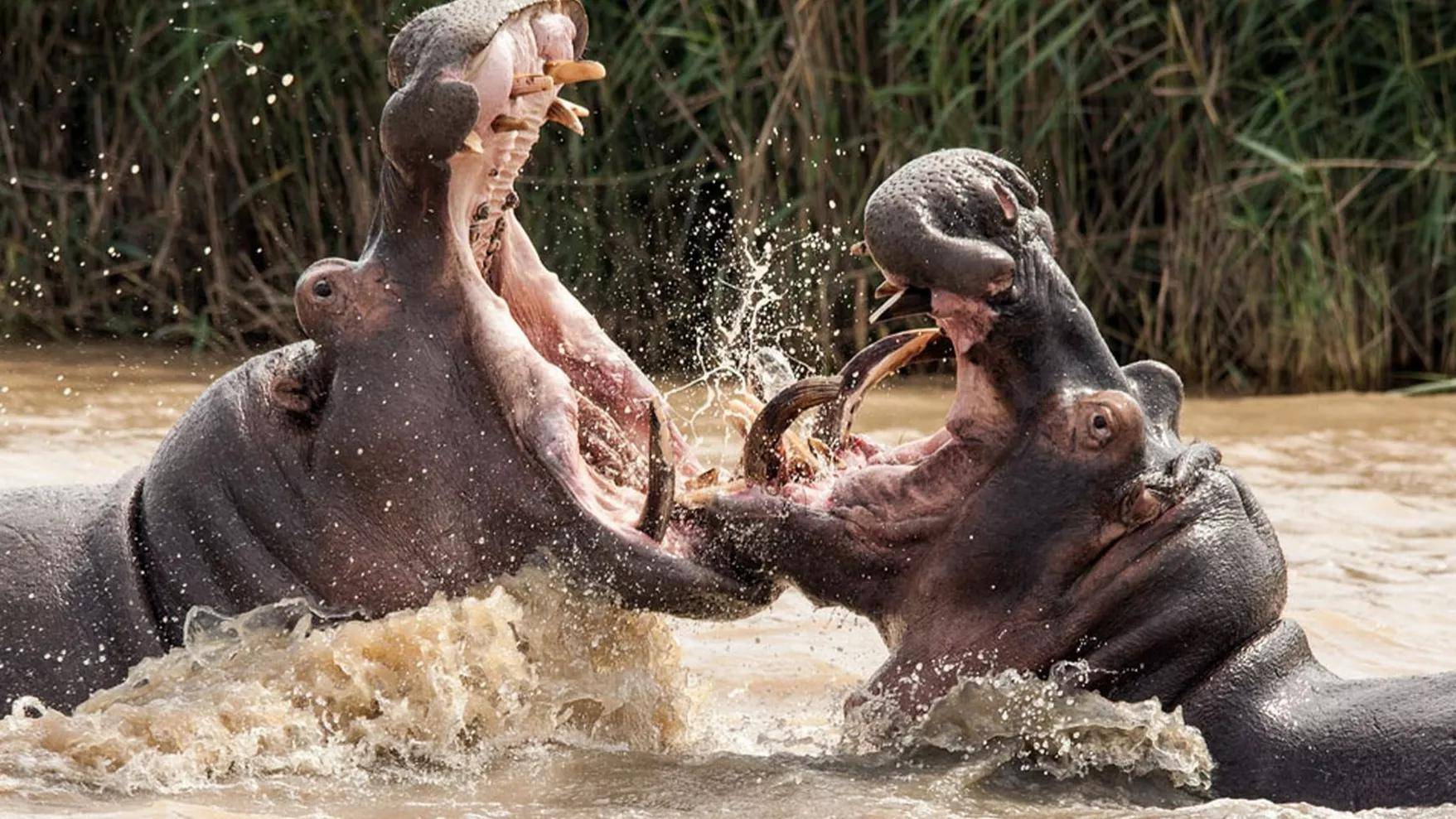 犀牛和河马会相遇?自然科学探究,凭实力谁能更胜一筹?_生活_食物_对手