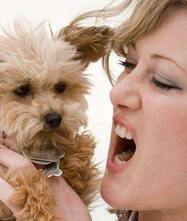 惩罚泰迪狗时,这5大禁忌不能犯,不然它还会继续错_狗狗_主人_冷战