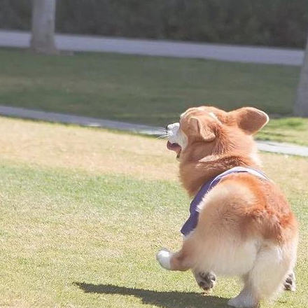 靠屁股走红的柯基,同时还是个"戏精",会卖萌装酷凹造型拍广告_因为