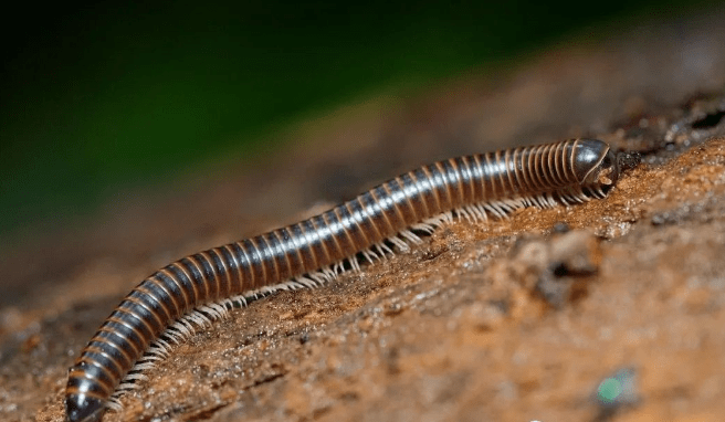 千足虫(马陆)有毒吗?要是被它蛰了怎么办?_植物_成年_身体