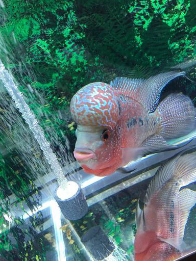 这样养,才不咬你手!_鱼缸_互动_主人