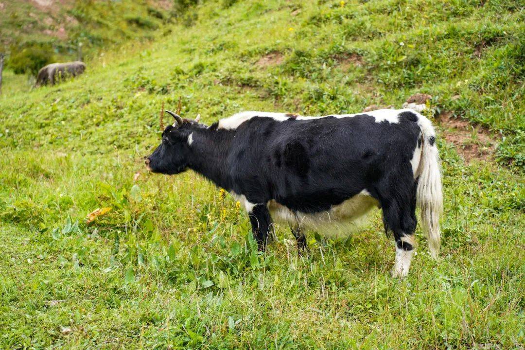 双石门踏起白色浪花,人们在草原上搭起帐篷,白色的烟从锅子里袅袅扬起