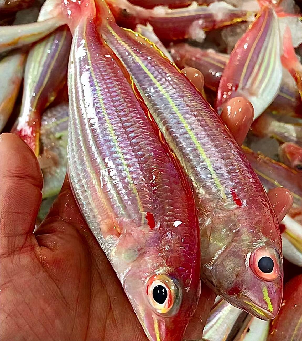 肉厚刺少鲜美,dha含量高,孩子多吃健脑_蛋白质_营养_茂公鱼