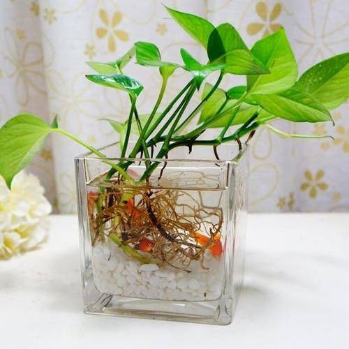 水培植物,百花泉水培营养液让你轻松打造绿色生活_种植_杂质_藻类