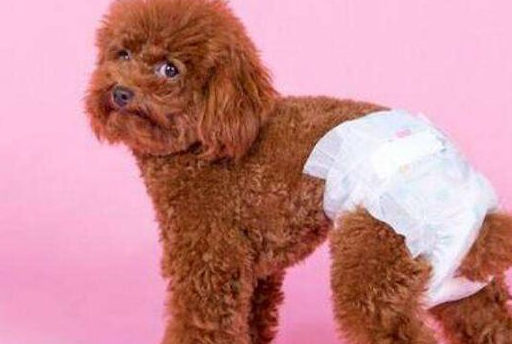 不幸的消息：养泰迪犬好处多多，唯独5种人不能碰！