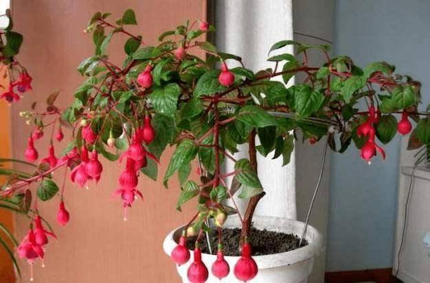 影响_修剪_倒挂金钟