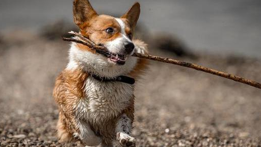 就连英国女王都无法拒绝"柯基"的好,你能不心动吗?_狗狗_控制_主人