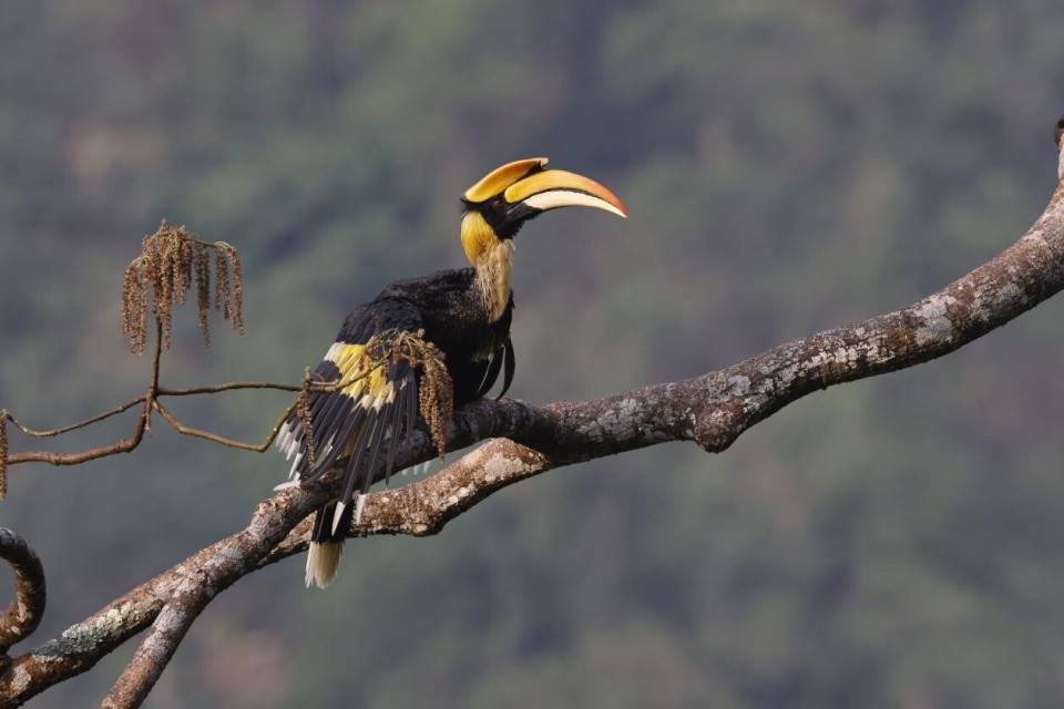 云南野生动物旗舰物种 ——双角犀鸟 |《美丽云南》(第三季)_鸟类