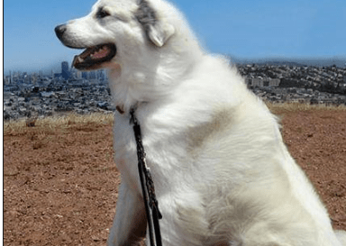 认识一下勇敢,忠诚的"大白熊犬",聪明又和善,具有王者之气_比利牛斯