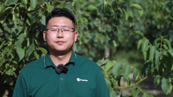 安琪福邦酵母营养肥:提质行动 ——抗冻的胖核桃_焦勇_品质_冻害