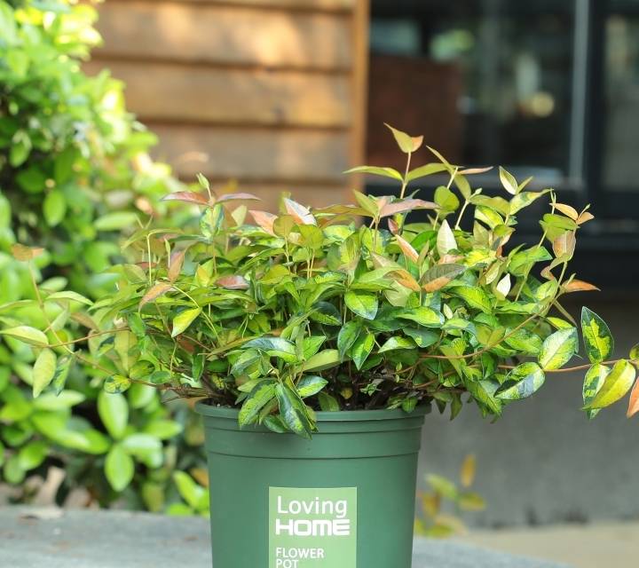 红掌盆栽植物四季可以吸收人体排出的废气,也可以吸收装修残留的各种