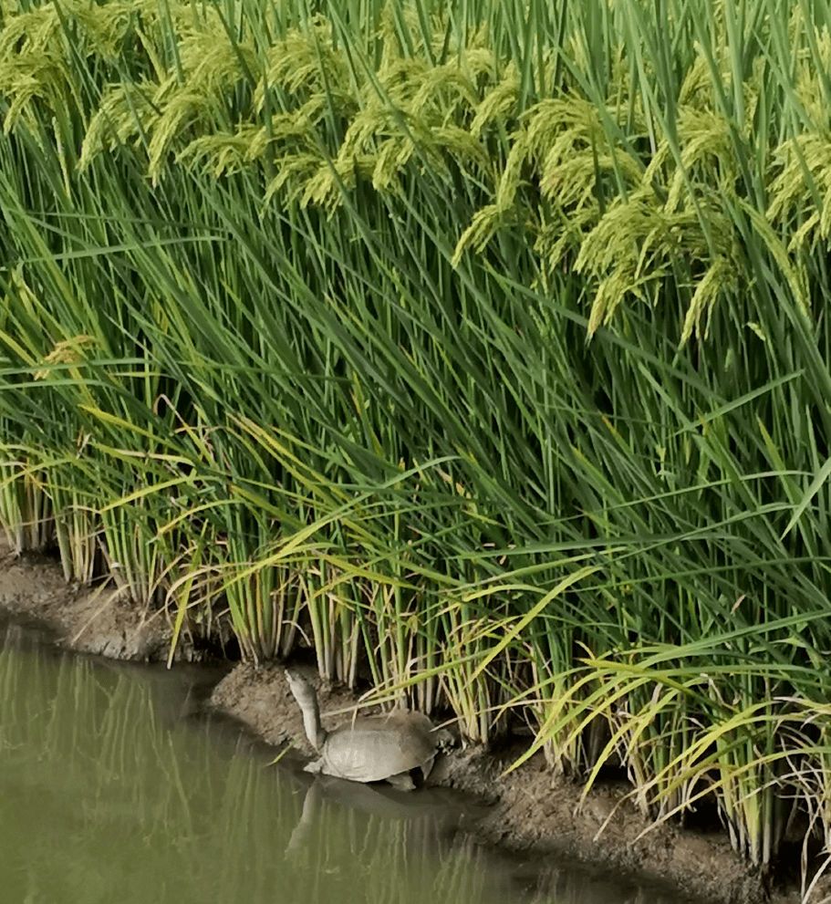 富农探索"启示录",稻田里的"鳖管家" | 杭州综合种养模式之稻鳖共生