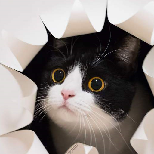 影帝级别的牛奶猫,两只圆圆的大眼睛,随手照一张都是表情包_猫咪_情绪