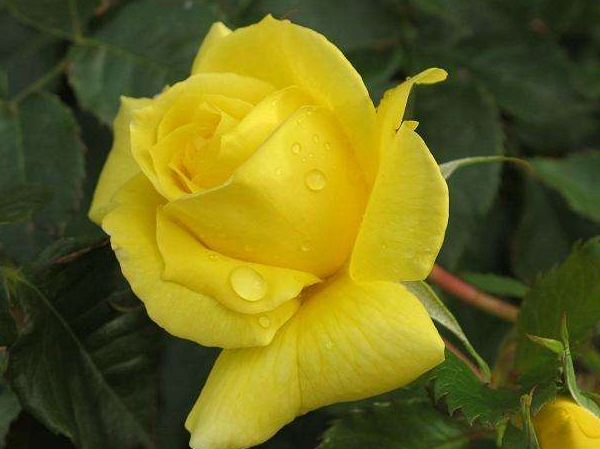 接下来的几个星期,桃花纷至沓来,旧情重燃,双鱼座注定和好如初在年轻