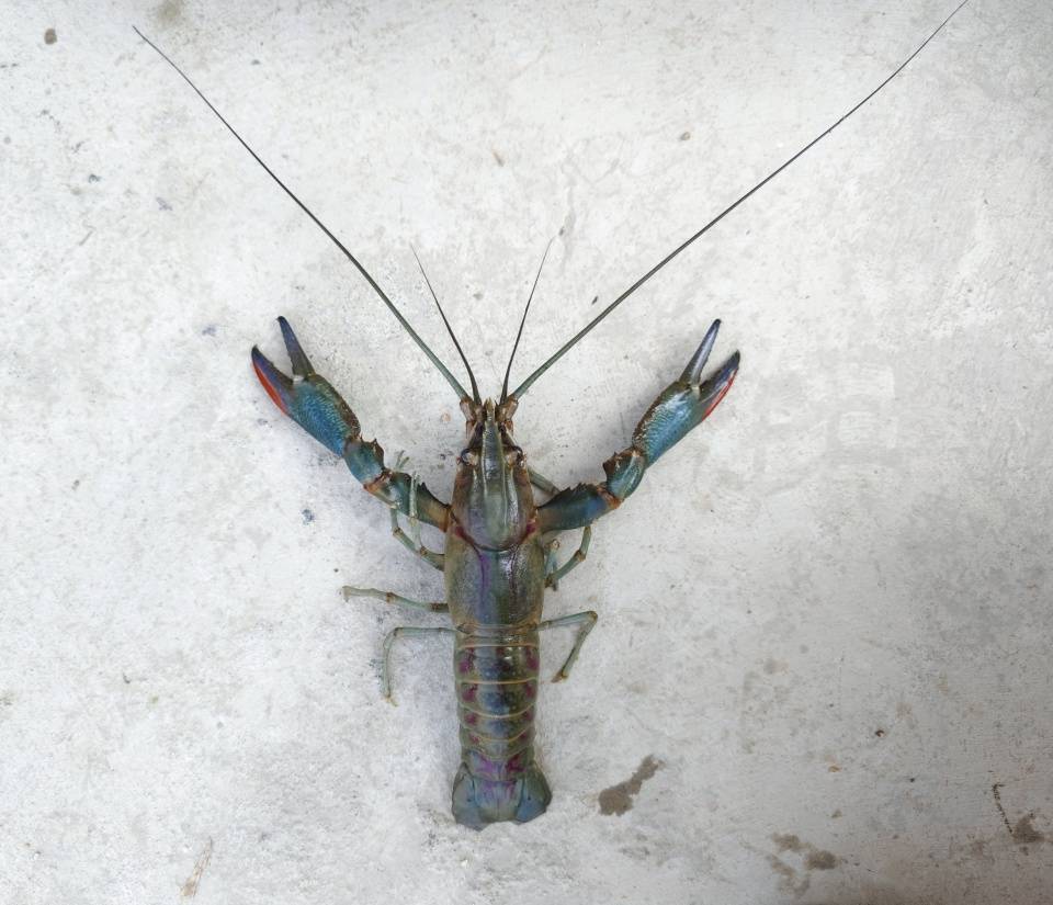 首开淡水养殖先河 梅河口市澳洲蓝龙虾成功上市_康大营镇_试验基地