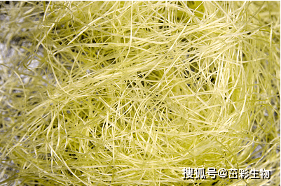 半纤维素(hemicellulose)含量检测_实验_样本_标准
